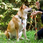 Поводок 2 м и ошейник 28-46 см «Цветы», застёжка - фастекс - Фото 13