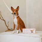 Набор «Ромбы», застёжка - фастекс, поводок 2 м и ошейник 28-46 см - Фото 9