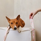 Набор «Ромбы», застёжка - фастекс, поводок 2 м и ошейник 28-46 см - Фото 12