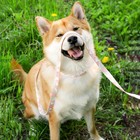 Набор «Ромбы», застёжка - фастекс, поводок 2 м и ошейник 28-46 см - Фото 8