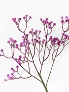 Цветы искусственные "Гипсофила хлопчатая" 60 см сиреневый - фото 809298958
