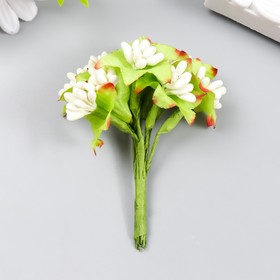 Цветы для декорирования "Паслен жасминовидный" 1 букет=10 цветов молочный 9,5 см