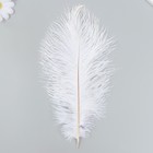 Перо страуса 200-250 мм, белый - Фото 1