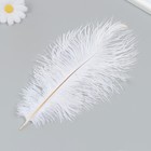 Перо страуса 200-250 мм, белый - Фото 2