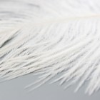 Перо страуса 200-250 мм, белый - Фото 3