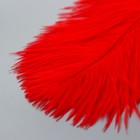 Перо страуса 200-250 мм, красный - Фото 3