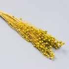 Сухоцветы декоративные "Бубенчики" 600 мм, ассорти - Фото 3
