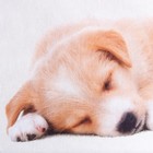 Пододеяльник Этель "Cute dog", 143х215 см, 100% хлопок - Фото 2