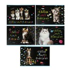 Альбом для рисования А4, 32 листа на скрепке "МУРчат коты", обложка мелованный картон, блок 100 г/м2, МИКС - фото 21605683