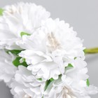 Цветы для декорирования "Астра белая" 1 букет=6 цветов 10 см - Фото 3