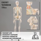Макет "Скелет человека" 170см - фото 22838828