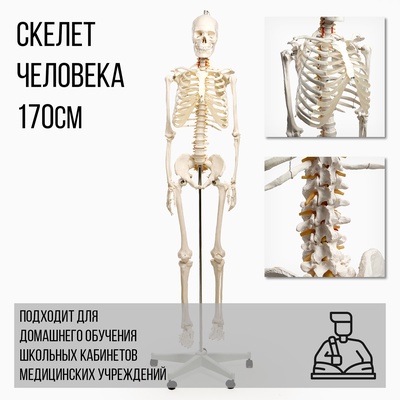 Анатомическая модель «Макет скелета взрослого человека», 170 см