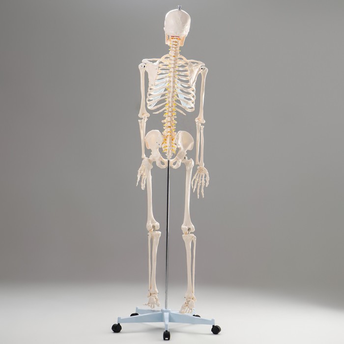 Макет "Скелет человека" 170см - фото 1908911057