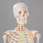 Макет "Скелет человека" 170см - фото 9266739