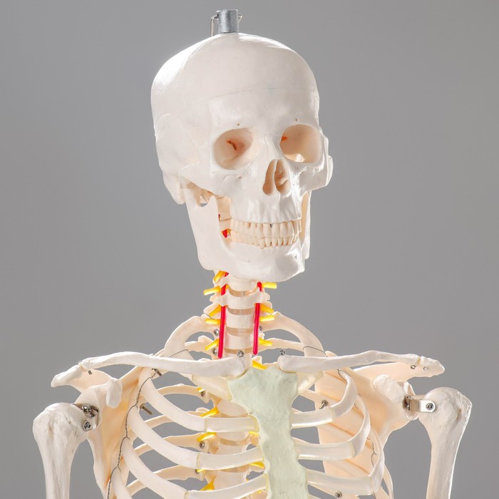 Макет "Скелет человека" 170см - фото 1908911058