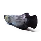 Игрушка "Рыба моей мечты!" с кошачьей мятой, арапайма, 20 см - Фото 3