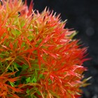 Растение - шар для аквариума, 13 см, красное (комплект 5 шт) - фото 50400672