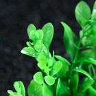 Растение искусственное аквариумное, 3 х 13 см, зелёное - Фото 2