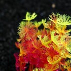 Растение искусственное аквариумное, 3 х 13 см, оранжевое - Фото 2