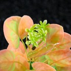 Растение искусственное аквариумное, 10 см, зелёно-розовое - Фото 2