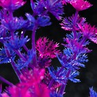 Растение искусственное аквариумное, 6 х 24 см, фиолетовое - Фото 2