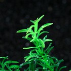 Растение искусственное аквариумное, 4 х 20 см, зеленое - Фото 2