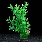 Растение искусственное аквариумное, 6 х 24 см, зелёное (комплект 4 шт) - фото 24398014