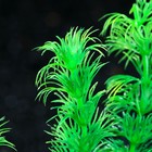 Растение искусственное аквариумное, 4 х 20 см, зелёное - Фото 2