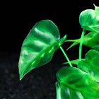 Растение искусственное аквариумное, 22 см, зелёный 7523998