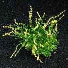 Растение искусственное аквариумное, 20 см, зелёное - Фото 2