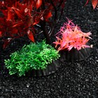 Растение искусственное аквариумное, 25 см, красно-зелёное - Фото 3