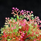 Растение искусственное аквариумное, 15 см, красно-зелёное - Фото 2