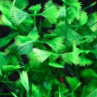 Растение искусственное аквариумное, 15 см, зелёное - фото 24398023