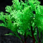 Растение искусственное аквариумное, 15 см, зелёное - Фото 2
