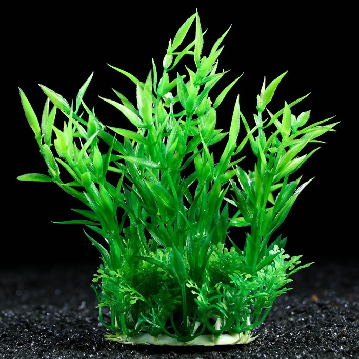 Цветок аква. Перистолистник аквариумное растение. Искусственные растения для аквариума. Искусственные растения даром. Зеленый перец аквариумное растение.