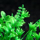 Растение искусственное аквариумное, 15 см, зелёное (комплект 3 шт) - фото 42873683