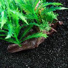 Растение искусственное аквариумное на платформе в виде коряги, 18 см, зелёное - Фото 5