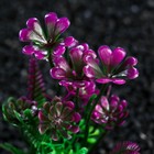 Растение искусственное аквариумное, 3 х 9 см, фиолетово-зелёное - фото 24287433