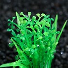 Растение для аквариума и террариума, 5 см, фасовка 10 шт (комплект 10 шт) - фото 21627174