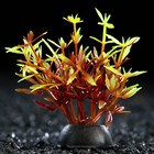 Растение искусственное аквариумное, 2,5 х 5 см, красно-зелёное - фото 318913280
