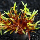 Растение искусственное аквариумное, 2,5 х 5 см, красно-зелёное - Фото 2