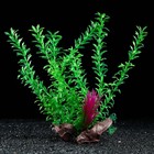 Растение искусственное аквариумное на платформе в виде коряги, 30 см, зелёное - фото 6618754