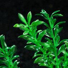 Растение искусственное аквариумное на платформе в виде коряги, 30 см, зелёное - Фото 3
