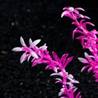 Растение искусственное аквариумное на платформе в виде коряги, 30 см, розовое - фото 6618759