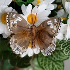 Бабочки для декора и флористики, на прищепке, пластиковые, коричневые, микс, 5 см и 8 см - Фото 2