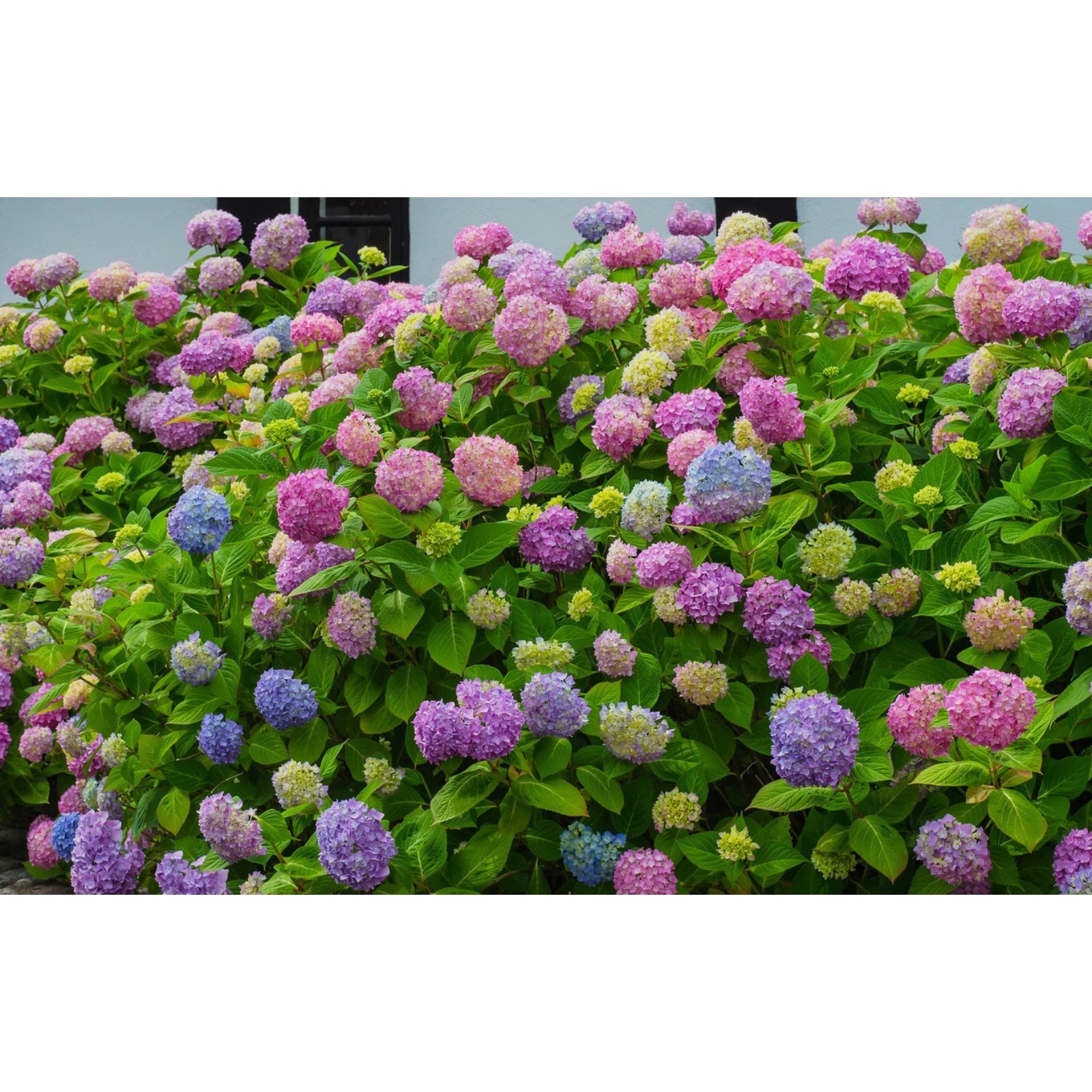 Гортензия кустовая фото Гортензия кустовая фото