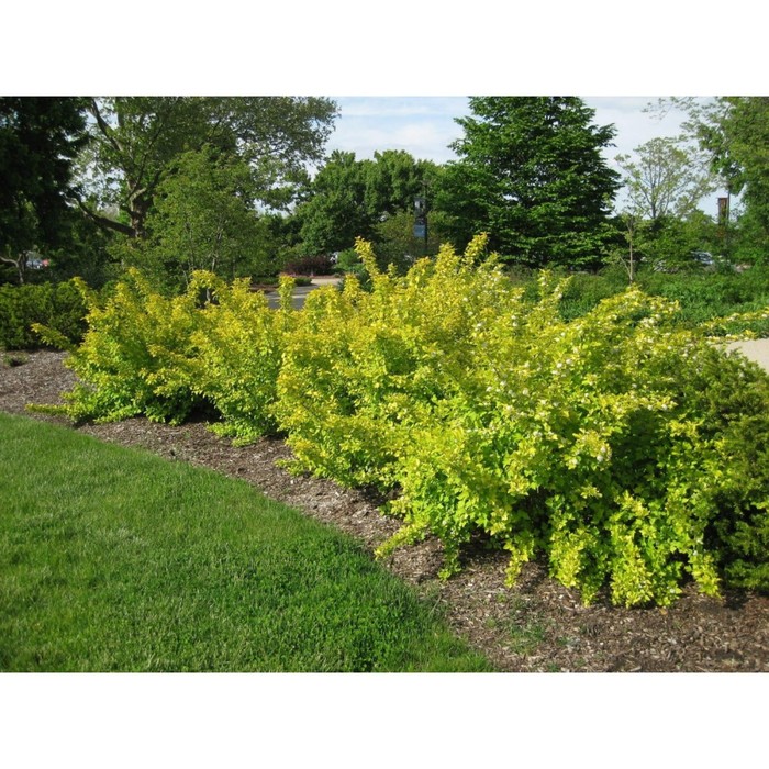 Пузыреплодник наггет фото и описание кустарника Пузыреплодник наггет фото и описание кустарника