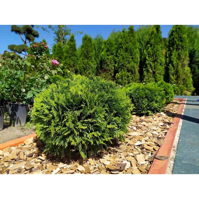 Туя западная (Thuja occidentalis Hoseri C7,5 30-40 ). Остаток шт 100