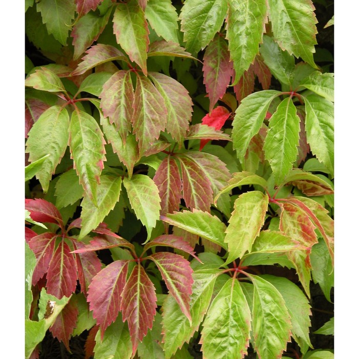 Виноград пятилисточковый, саженец 10–50 см, горшок С2, Лето 2026, «ПОИСК»