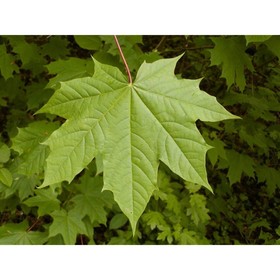 Клён остролистный, саженец 10–50 см, горшок С5, Лето 2026, «ПОИСК»